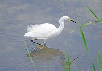 A Snowy Egret on the Hunt