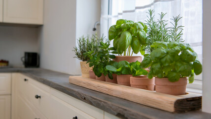 A cozy kitchen windowsill with potted basil, mint, and rosemary, showcasing a fresh indoor herb garden in a sleek, minimalist setting.