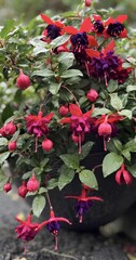 Fuschia in the rain 
