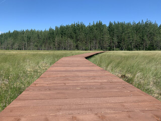 Eco trail in the forest, wooden eco path, wood trail in swamps