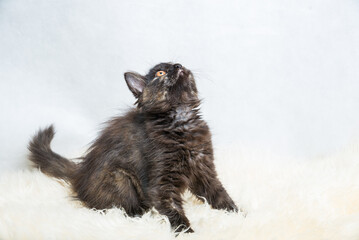 Obraz premium Three months old tortoiseshell kitty in hunting position lying on the white synthetic fur on white background