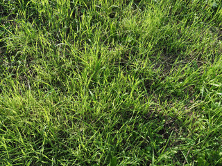green meadow background