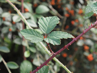 wild blackberry plant scient. name Rubus ulmifolius