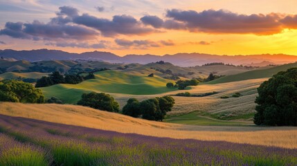 Fototapeta premium Rolling hills covered in vibrant lavender fields under a golden sunset, peaceful and picturesque 