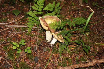 mushroom in the forest