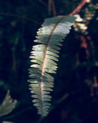 fern leaf in the sun