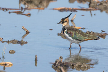 農耕地に飛来したタゲリ