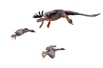 Obraz premium 飛翔するヒシクイの切り抜き画像