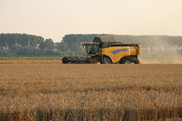 a big combine harvester is harvesting grain in a wheat field in summer in the dutch countryside in...