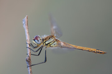 Close-up of a dragonfly hanging from a blade of grass. The background is green with space for text.