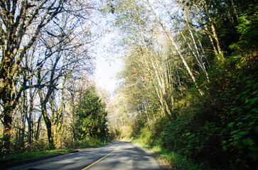 View of a forest road during end of fall