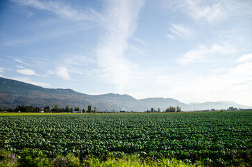 Autumn colors of the Agricultural farms in Chilliwack, BC, Canada