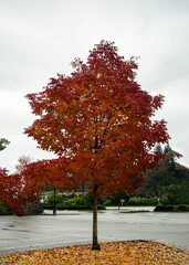 Mersmerising beauty of trees with green, red, orange and gold colors of autumn in BC, Canada