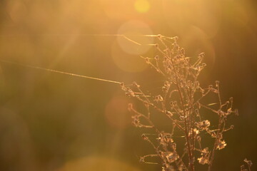 Rośliny przy zachodzie słońca © Piotrek