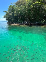 Peixes nas aguas cristalinas da lagoa azul em Angra dos Reis