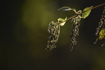 Rośliny przy zachodzie słońca © Piotrek