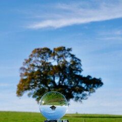 lens ball with oak tree