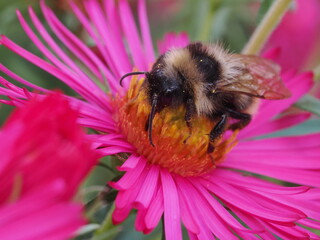 Trzmielec żółty (Bombus campestris) wśród kwiatów w ogrodzie