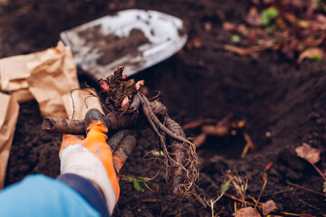 Gardener planting bare rooted peony tubers in soil in autumnal garden using shovel. Fall propagation work © maryviolet