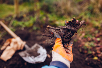 Gardener planting bare rooted peony tubers in soil in autumnal garden using shovel. Close up of roots with buds © maryviolet