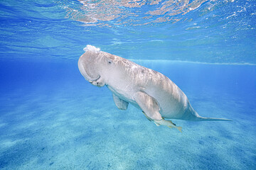 Dugong (sea cow) at Marsa Mubarak, Red Sea, Egypt