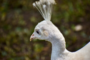 Photo of a white peacock walking around a zoo
