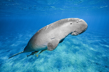 Dugong (sea cow) at Marsa Mubarak, Red Sea, Egypt