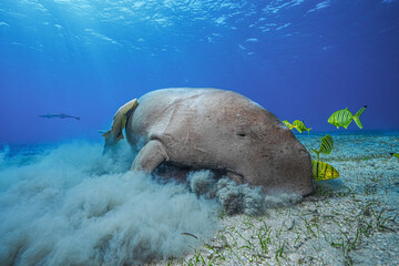Dugong (sea cow) at Marsa Mubarak, Red Sea, Egypt