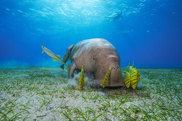 Dugong (sea cow) at Marsa Mubarak, Red Sea, Egypt