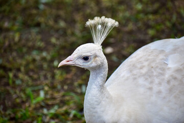 Photo of a white peacock walking around a zoo