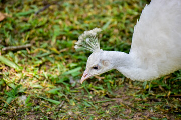Photo of a white peacock walking around a zoo