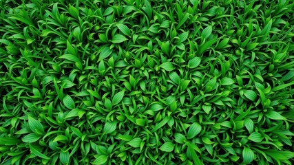 Fototapeta premium Lush, manicured green grass with intricate patterns, patterns, fresh