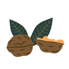 Hand drawn walnut vector illustration isolated on white background
