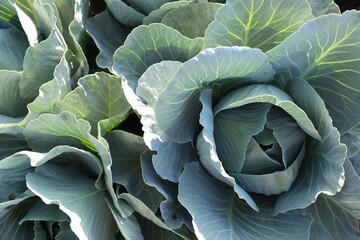 Fototapeta premium Green cabbages growing in field on sunny day, top view
