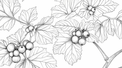 Fototapeta premium Beautiful currant leaf line art floral drawing black and white illustration with beautiful botanical berry. Botanical. Illustration