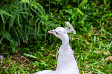 Photo of a white peacock walking around a zoo