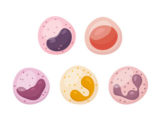 Vector set of white blood cells. Monocyte, Lymphocyte, Eosinophil, Neutrophil, Basophil.