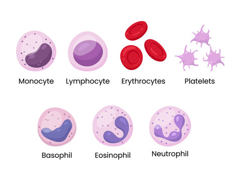 Vector set of Monocyte, Lymphocyte, Eosinophil, Neutrophil, Basophil, Platelet, Erythrocytes. Types of blood cells.