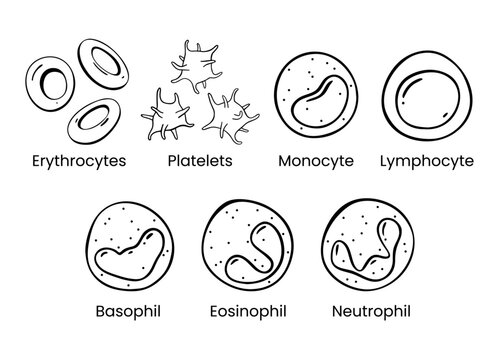 Vector line icon set of Monocyte, Lymphocyte, Eosinophil, Neutrophil, Basophil, Platelet, Erythrocytes. Types of blood cells.
