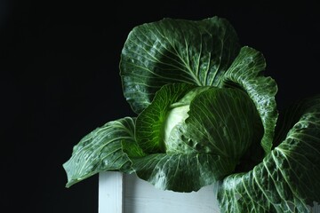 Fototapeta premium Whole ripe head of cabbage in crate on dark background