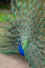 Obraz premium A peacock spreading his tail, displaying his plumage