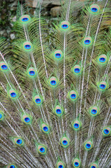Fototapeta premium A peacock spreading his tail, displaying his plumage