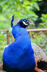 Obraz premium Photo of peacock walking around zoo