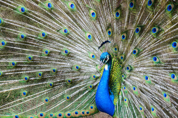 Obraz premium A peacock spreading his tail, displaying his plumage