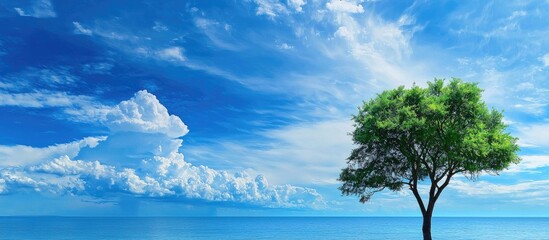 Obraz premium Blue Sky With White Clouds And Silhouette Tree Sea Background Green Tree On Blue Sky Background For Business For Nature Of World Tree Deep Ocian Sea