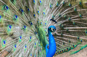 Obraz premium A peacock spreading his tail, displaying his plumage