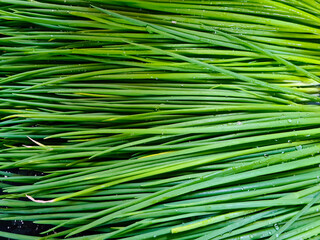 Allium schoenoprasum, popularly known as chives, chives or chives