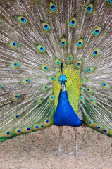 Naklejka premium A peacock spreading his tail, displaying his plumage