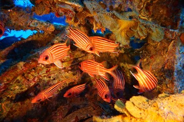 Red fish hiding inside the rusty shipwreck. Sunken ship and marine life, travel photo. Scuba diving on the wreck with the wildlife. School of fish in the sunken boat. Wreck exploration, travel photo.