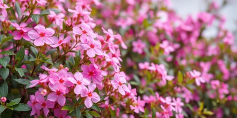 Obraz premium Vibrant pink flowers with soft green leaves on a background, garden, nature